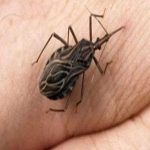 Italian Potatoes Cooked Slowly: A Comfort Dish for Busy Families