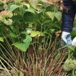 Home Gardeners’ Guide to Successfully Growing Sweet Potatoes in Containers