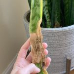 How to Keep Strawberries Fresh for Longer: Expert Tips to Extend Their Shelf Life