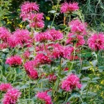 How to Keep Lemons Fresh for a Whole Year: The Secret to Long-Lasting Flavor