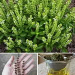 Dealing with Bunions: Causes, Symptoms, and Treatment Options