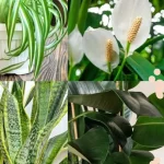 Recipe for Baked Rice with Chicken and Vegetables