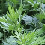 How to Grow Sweet, Delicious Oranges from Seeds: A Complete Guide