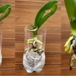 Why Ginger? The Secret Behind Its Fat-Burning Power