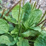 The following vintage items have a story to tell; can you guess what they were first used for?