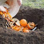 From Soil-Free to Bountiful: How to Grow Perfectly Hanging Tomato Plants