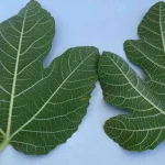 8 Reasons Why You Shouldn’t Pull Out Purslane and Should Use It Instead