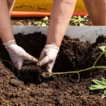 Good to know! Gotta check my backyard immediately!