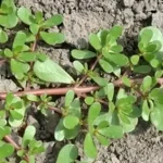 The Ultimate Guide to Planting Vegetables at the Right Time