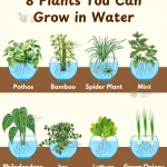 7 Best Indoor Plants For Low Light Bedrooms