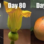 Step-by-Step Guide: How to Graft a Rose Bush with Beautiful, Mixed Colors