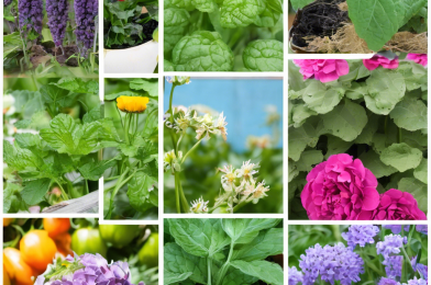 Top Companion Planting Pairs For a Thriving Garden