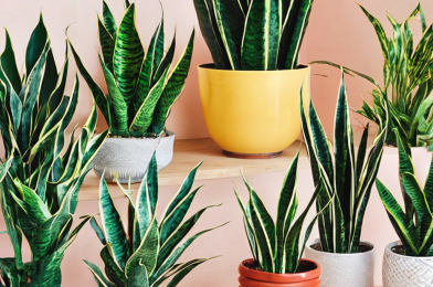 Never Place Your Snake Plants in These 5 Spots if You Don’t Want to Kill Them