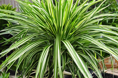 Top 10 Secrets to Growing the Biggest, Healthiest Spider Plants