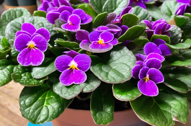 All You Need to Know About The Secrets to Make African Violets Bloom Abundantly