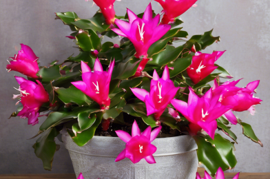 10 Common Mistakes People Think Are Correct When Caring for Christmas Cactus