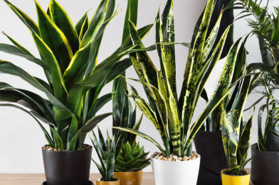 15 Must-Know Things For Snake Plant Owners