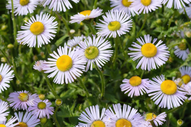 Is Fleabane the Secret to Better Health You’ve Been Overlooking?