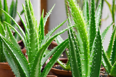 These Are 10 Common Mistakes That Make Your Aloe Vera Plants Die