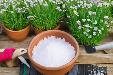 Why Epsom Salt Is a Gardener’s Best Friend?