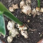 11 Plants You Practically Can’t Kill in Your Garden