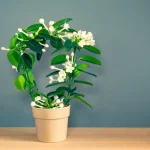 Don’t Buy Garlic Anymore! Here’s How to Grow It in a Pot Endlessly