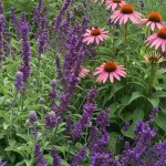 10 Plants That Attract Dragonflies for Mosquito Control